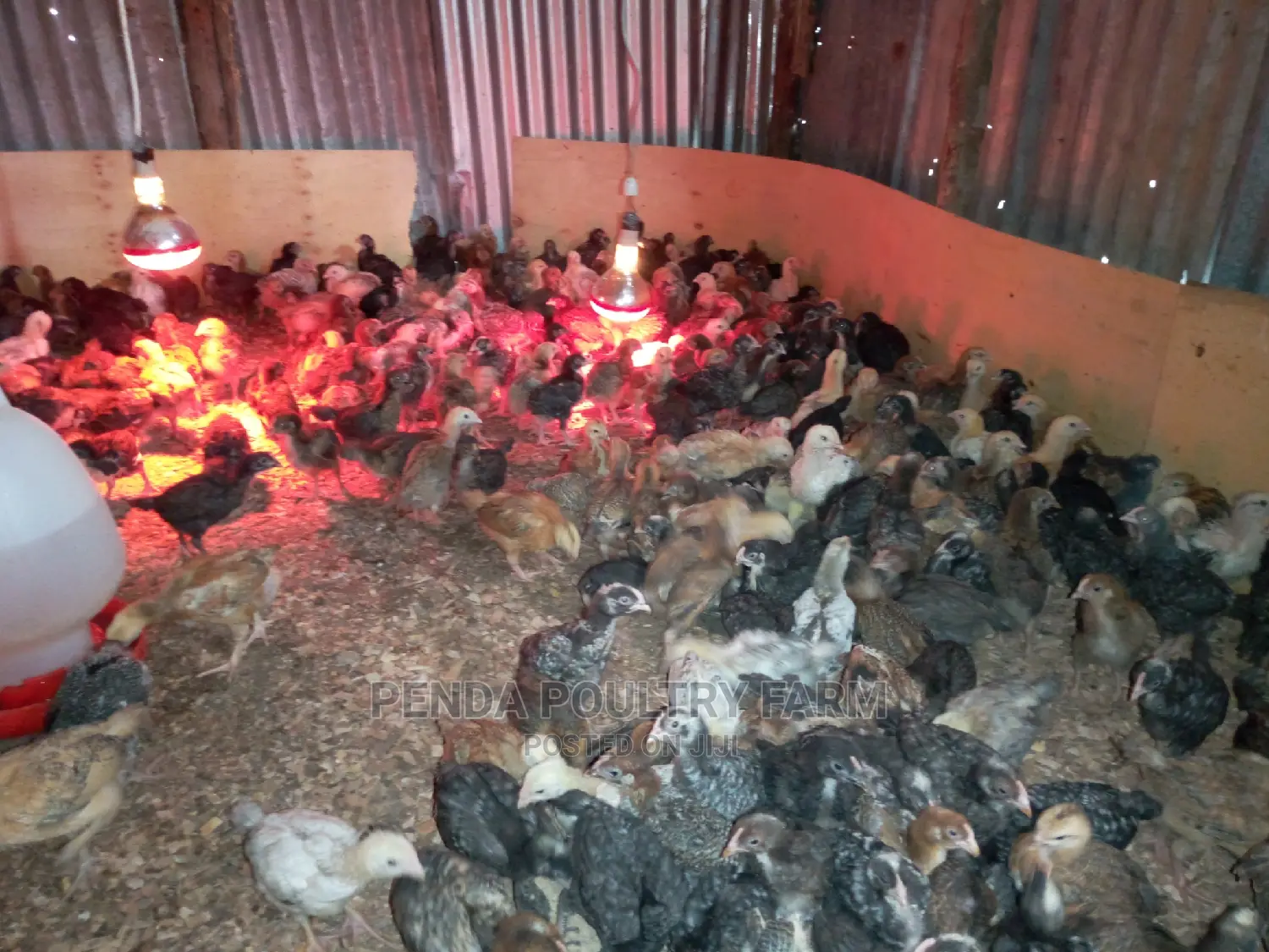 One Month Old Improved Kienyeji Chicks