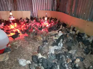 One Month Old Improved Kienyeji Chicks