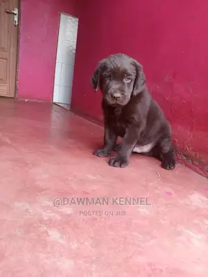 1-3 Months Male Purebred Labrador Retriever