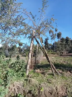 Plot on Sale at Naivasha Mwisho Wa Rami