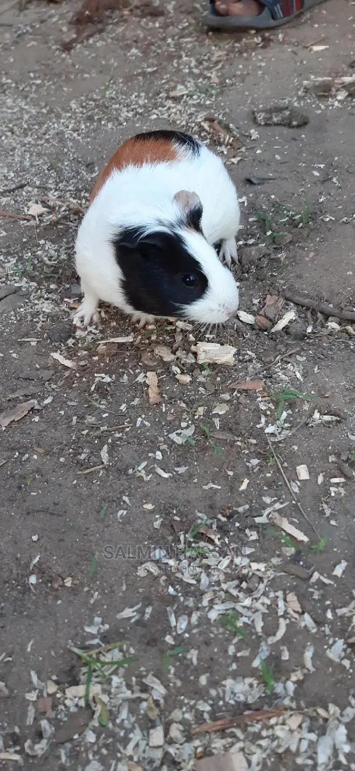 Hamsters Pure Breed Pair