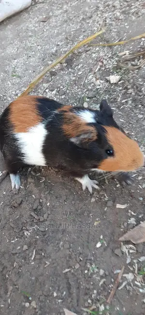 Hamsters Pure Breed Pair