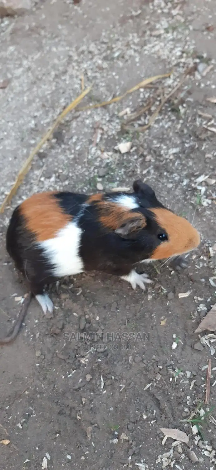 Hamsters Pure Breed Pair