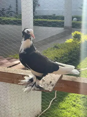 Fancy Pigeons With Crown And Socks