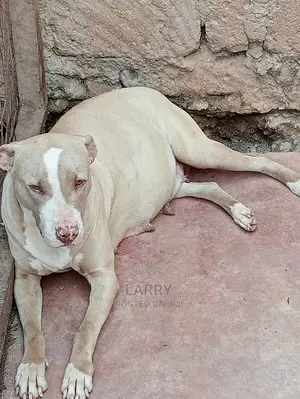 1+ Year Female Purebred American Pit Bull Terrier