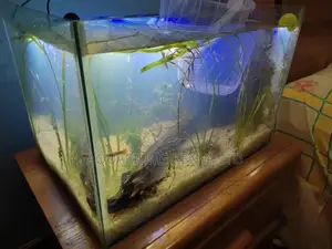 Nano Planted Aquariums
