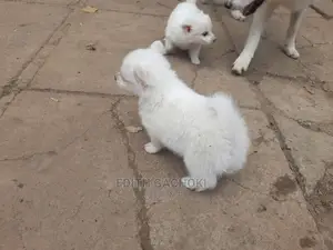 1-3 months Male Purebred Japanese Spitz