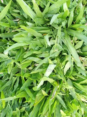 Pemba Grass Wholesale