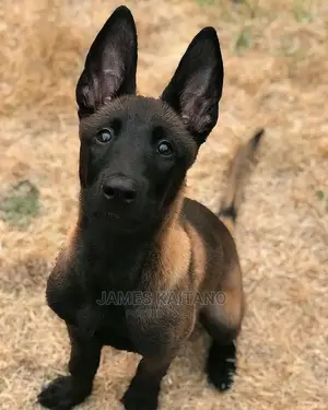 Dog Trainer