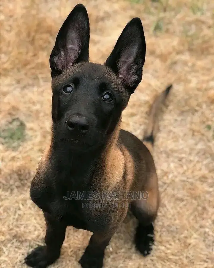 Dog Trainer