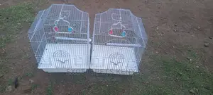 Bird Cages for Sale