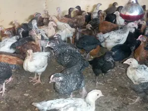 6 Weeks Old Kuroiler Kienyeji Chicks