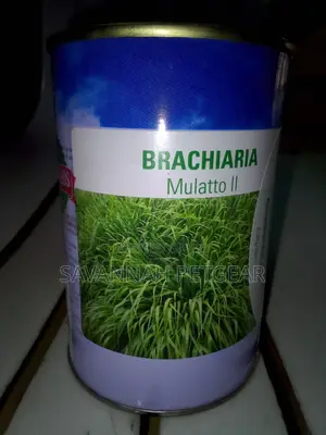 Brachiaria Mullato II Seeds in 1kg Pack