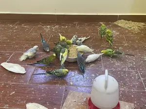 Colorful Budgies for Sale