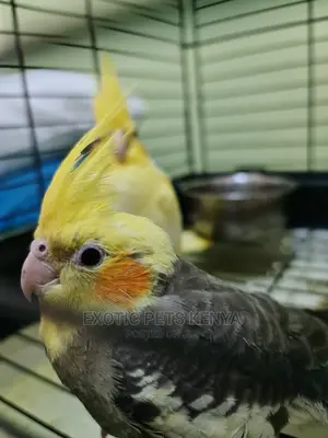 Cockatiels for Sale in Kenya