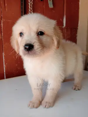 1-3 Months Male Purebred Golden Retriever