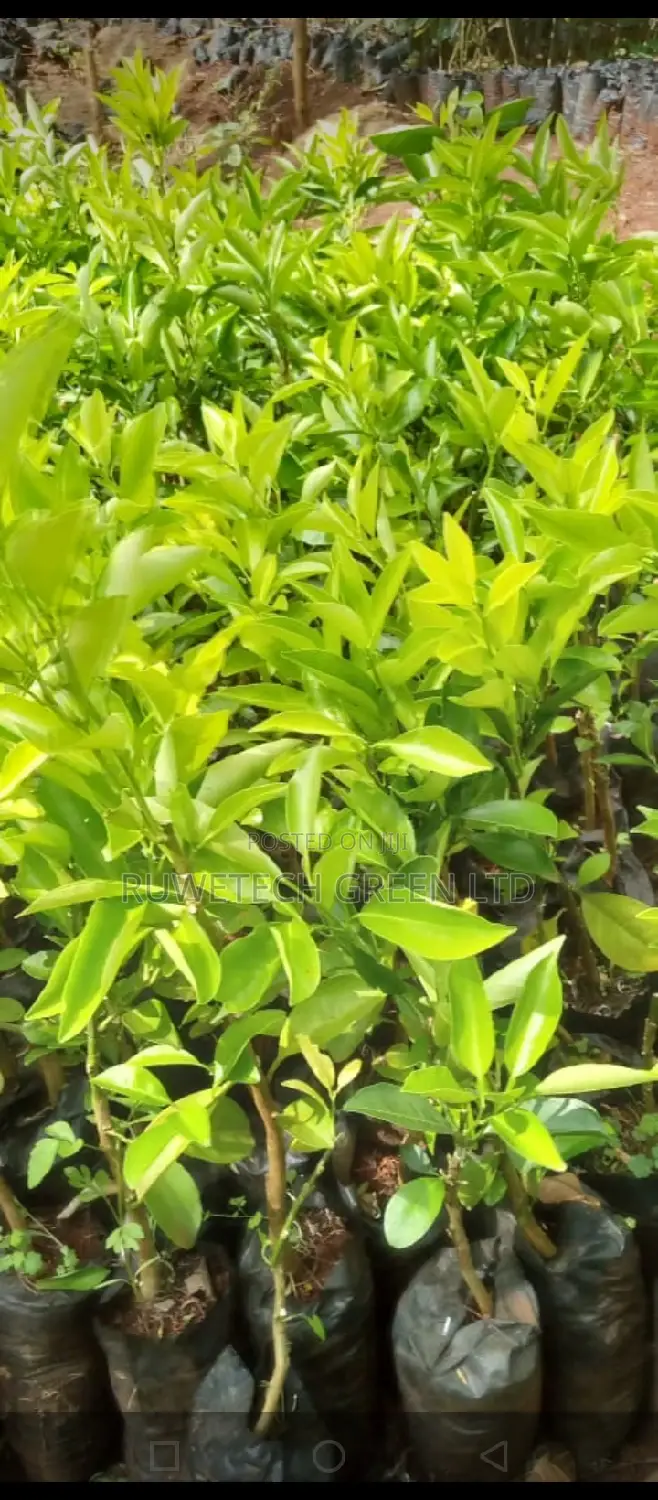 Grafted Tangerine