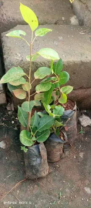 Pear Seedlings