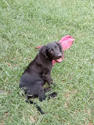 1-3 Months Female Purebred Cocker Spaniel