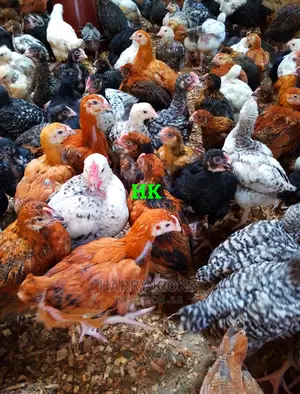 One Month Old Improved Kienyeji Chicks