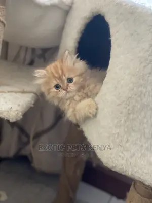 0-1 month Male Purebred Persian