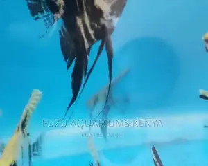 Angel Fish (Limited)
