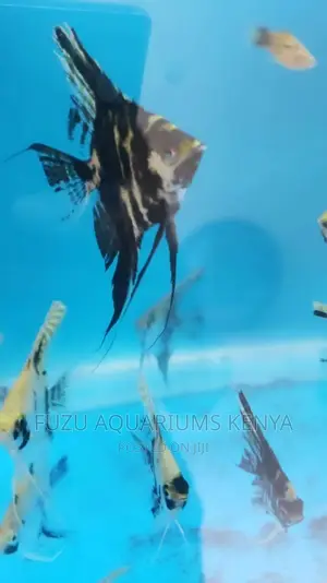 Angel Fish (Limited)