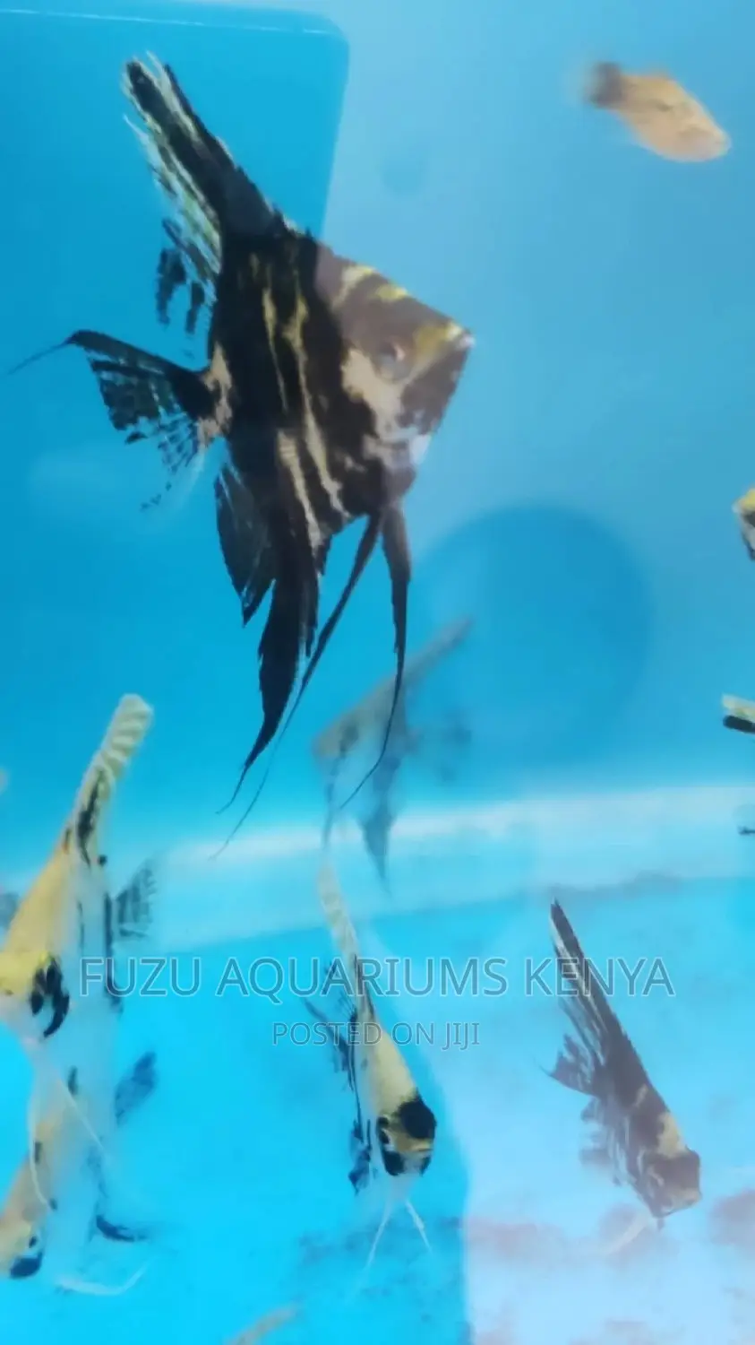 Angel Fish (Limited)