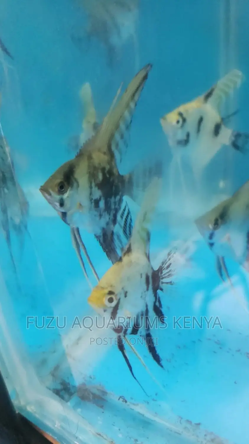 Angel Fish (Limited)