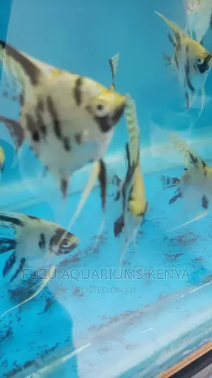 Angel Fish (Limited)