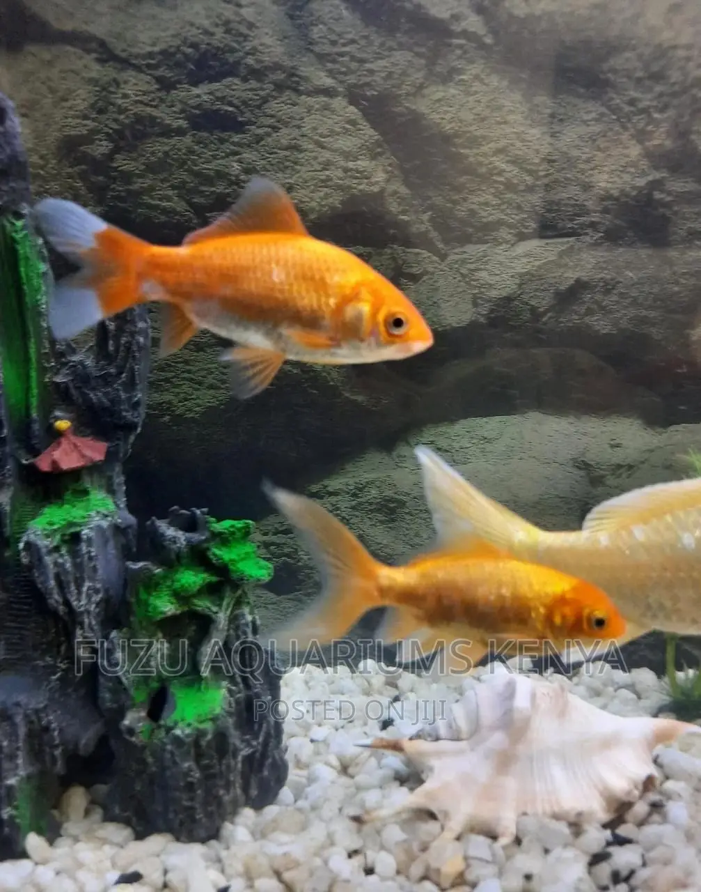 Goldfish Bright Colored