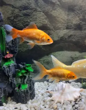 Goldfish Bright Colored