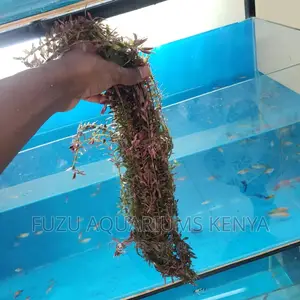 Live Plants Aquarium (Red Rotala)