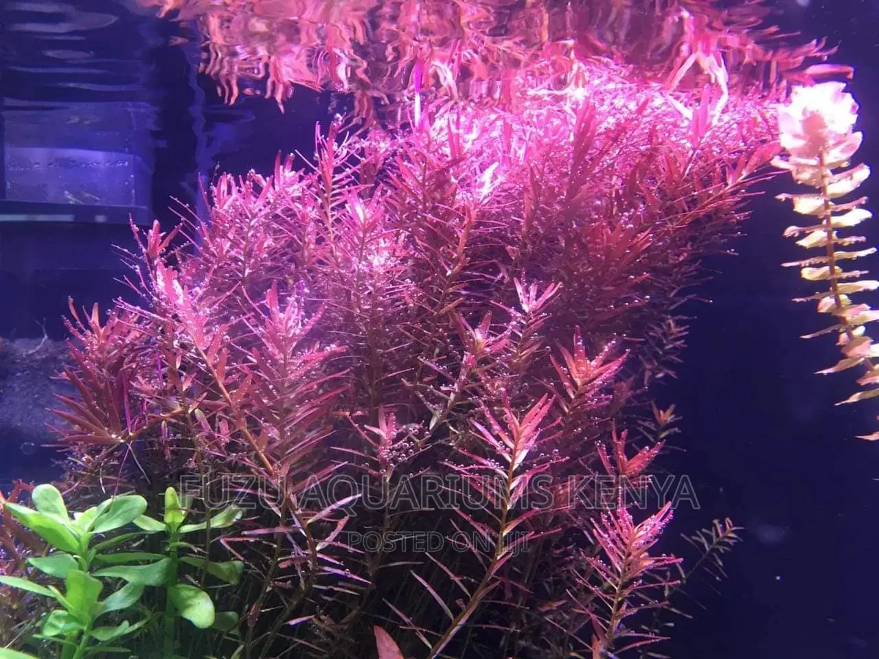 Live Plants Aquarium (Red Rotala)