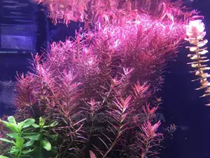 Live Plants Aquarium (Red Rotala)