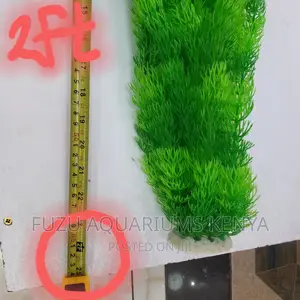 Tall Aquarium Plants [2feet]