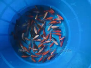 2 Inch Goldfishfish