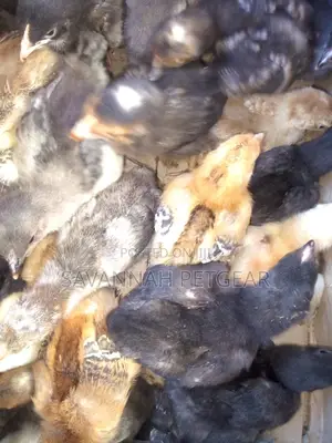 2 Weeks Old Kuroiler F2 Chicks