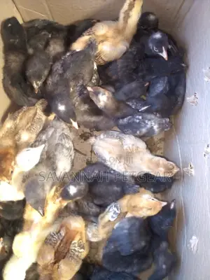 2 Weeks Old Kuroiler F2 Chicks