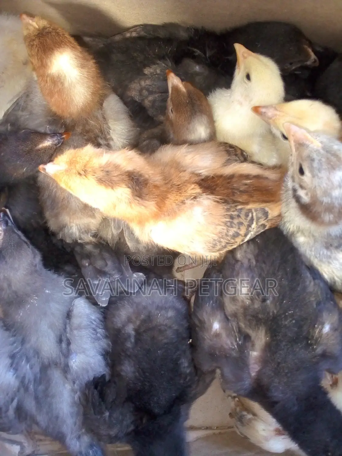 2 Weeks Old Kuroiler F2 Chicks