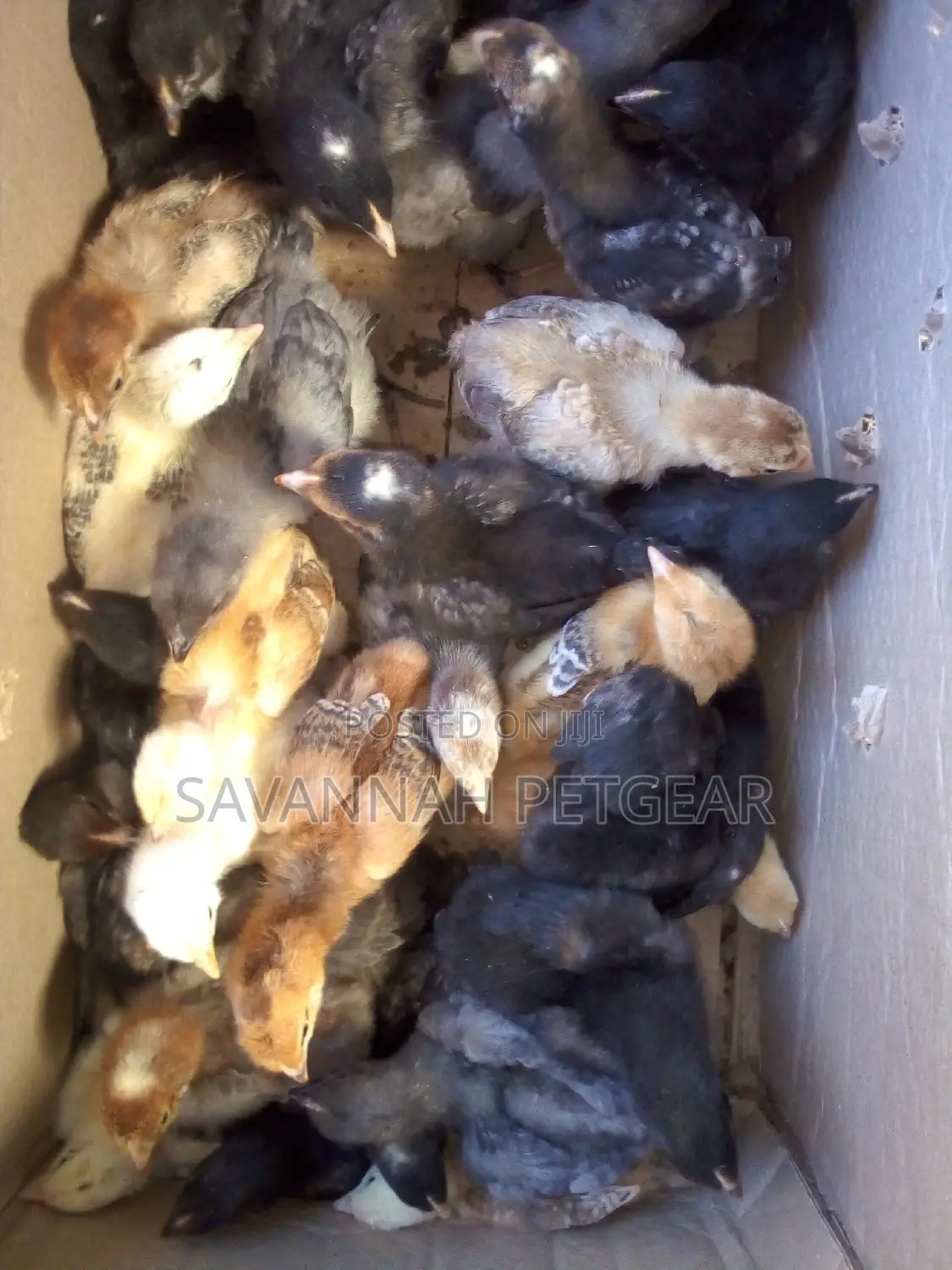 2 Weeks Old Kuroiler F2 Chicks
