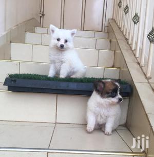 Baby Male Purebred Chihuahua