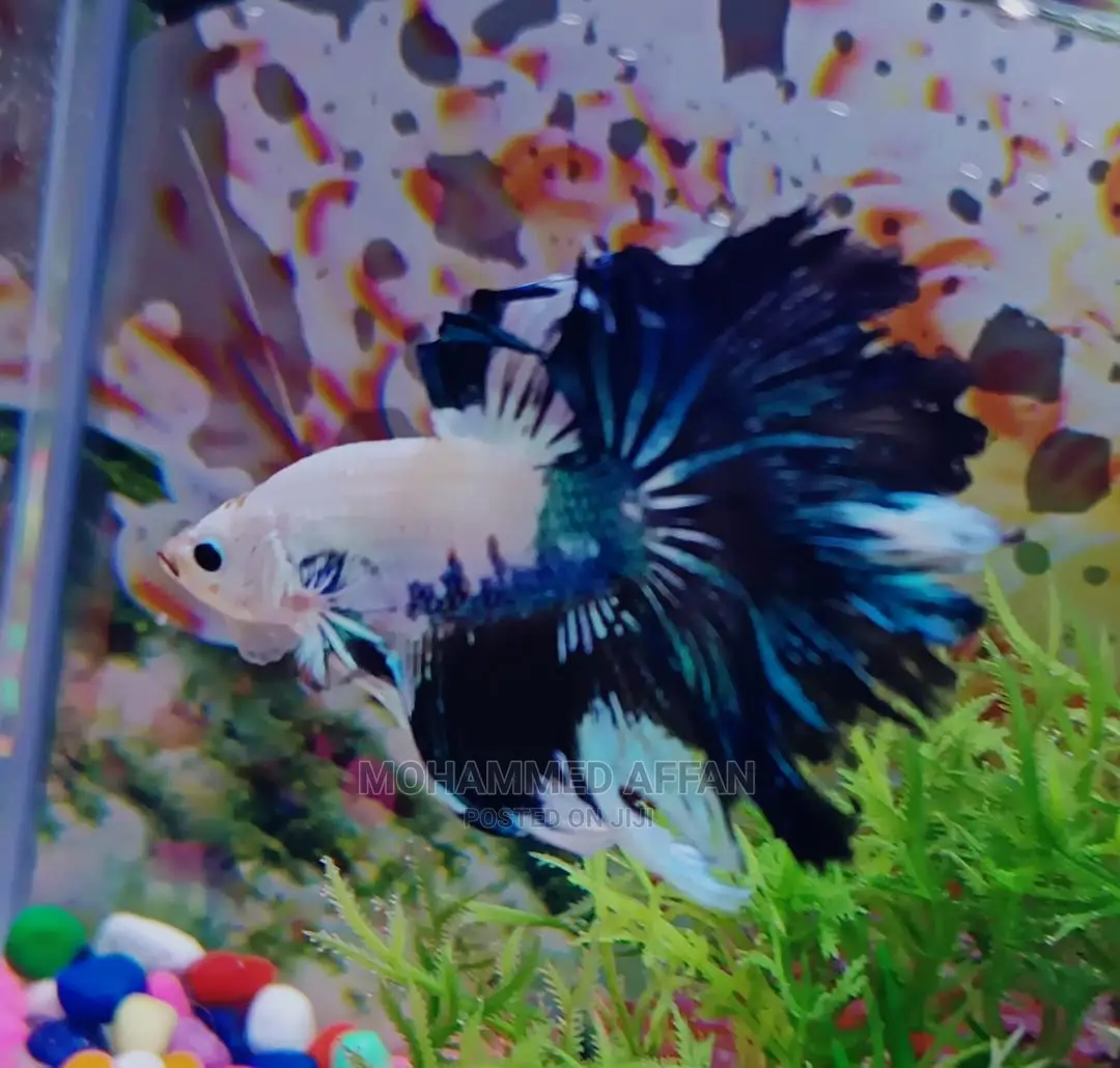 Betta Fish