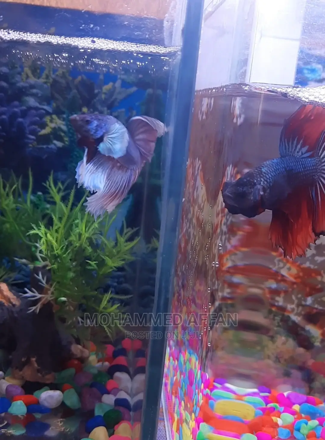 Betta Fish