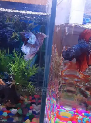Betta Fish