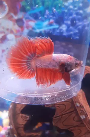 Betta Fish