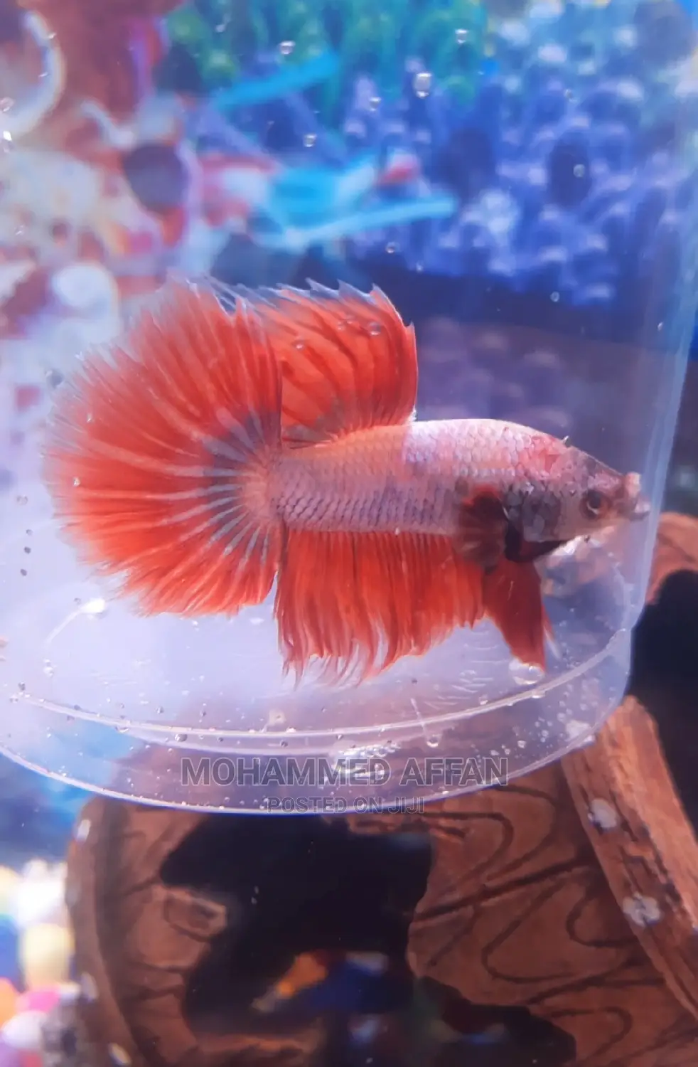 Betta Fish