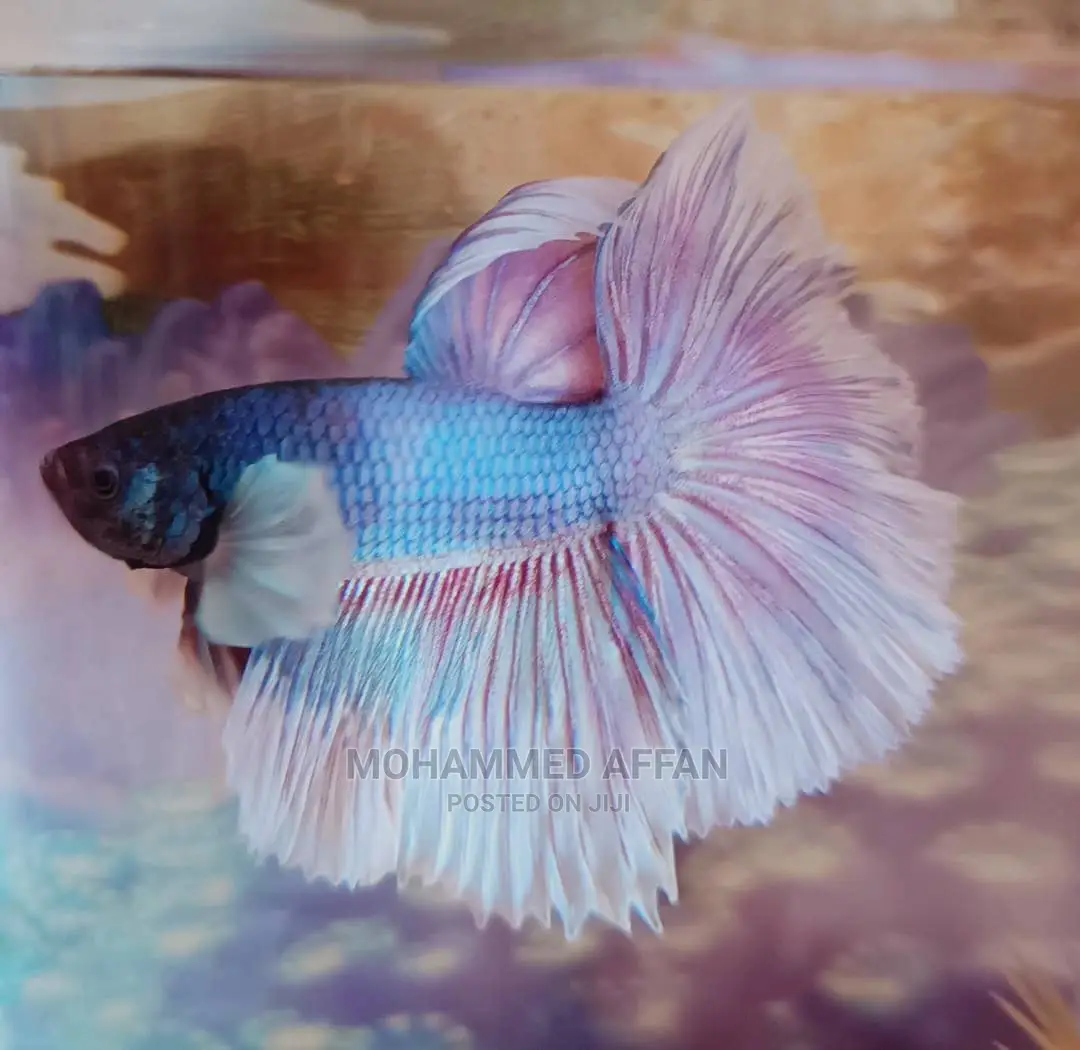 Betta Fish