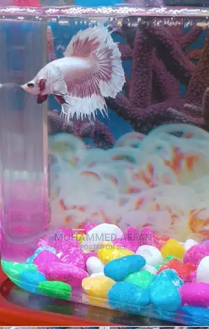 Betta Fish