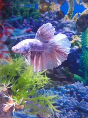 Betta Fish